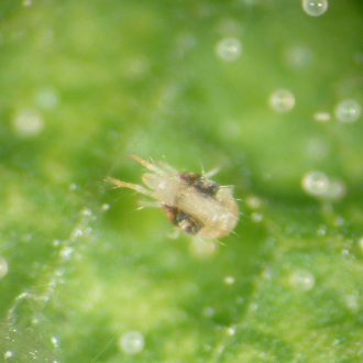 Two-spotted-spider-mite-3